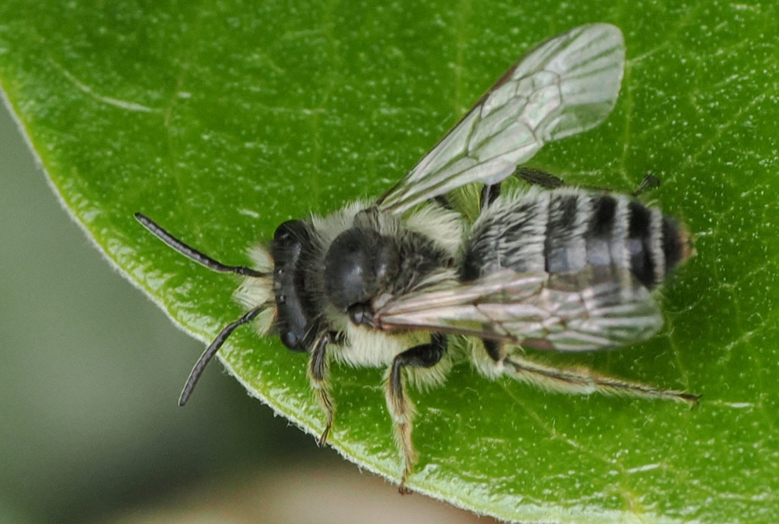 Andrena-flavipes-M
